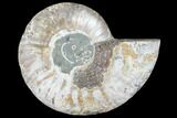 Agatized Ammonite Fossil (Half) - Agatized #103090-1